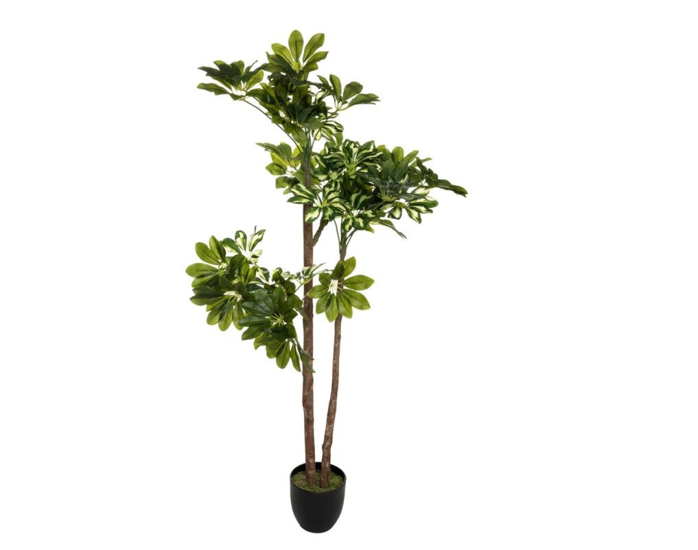 Schefflera artificiel en pot H.130cm
