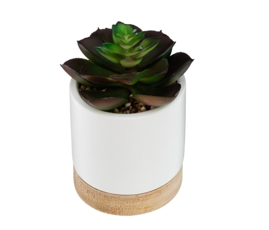 Succulente artificielle en pot blanc H.12cm